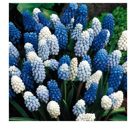 Muscari mixed