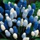 Muscari mixed