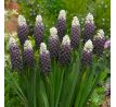 Muscari latifolium - Grape Ice