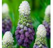 Muscari latifolium - Grape Ice