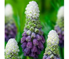 Muscari latifolium - Grape Ice