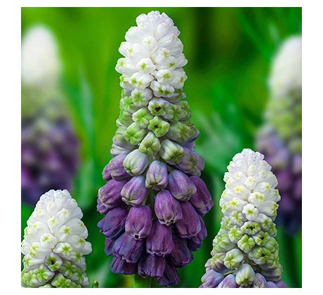 Muscari latifolium - Grape Ice