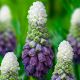 Muscari latifolium - Grape Ice