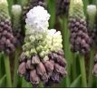 Muscari latifolium - Grape Ice