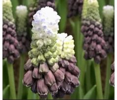 Muscari latifolium - Grape Ice