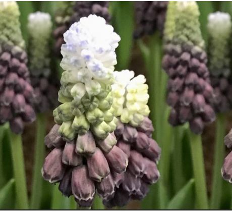Muscari latifolium - Grape Ice