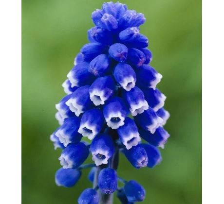Muscari armeniacum - Dark Eyes