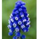 Muscari armeniacum - Dark Eyes