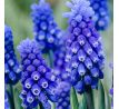 Muscari armeniacum - Dark Eyes