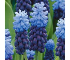 Muscari latifolium / 10ks v balení