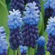 Muscari latifolium / 10ks v balení