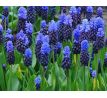 Muscari latifolium / 10ks v balení