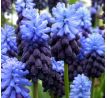 Muscari latifolium / 10ks v balení