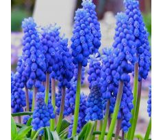 Muscari armeniacum / 10ks v balení