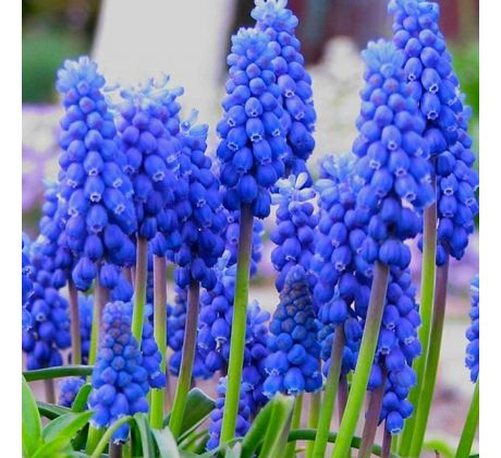 Muscari armeniacum / 10ks v balení