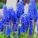 Muscari armeniacum / 10ks v balení