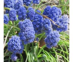 Muscari Armeniacum - Blue Spike / 10ks v balení