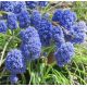 Muscari Armeniacum - Blue Spike / 10ks v balení