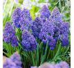 Muscari Armeniacum - Blue Spike / 10ks v balení