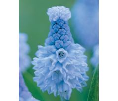 Muscari - Azureum / 15ks v balení
