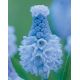 Muscari - Azureum / 15ks v balení