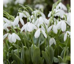 Galanthus Mount Everest