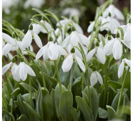 Galanthus Mount Everest