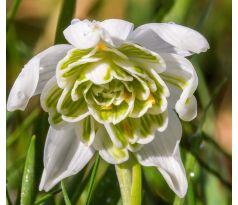 Galanthus nivalis Flore Pleno