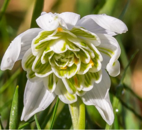 Galanthus nivalis Flore Pleno