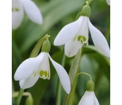 Galanthus elwesii / 10ks v balení