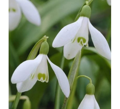 Galanthus elwesii / 10ks v balení
