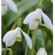 Galanthus elwesii / 10ks v balení