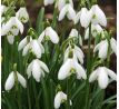Galanthus elwesii / 10ks v balení