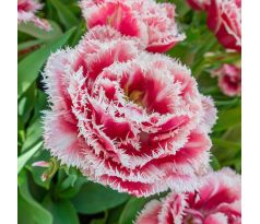 Tulipa Double Fringed- Brest