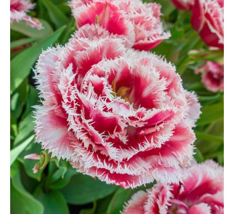 Tulipa Double Fringed- Brest