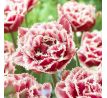 Tulipa Double Fringed- Brest