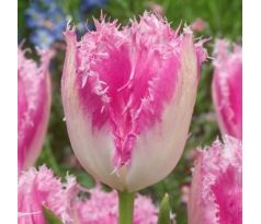 Tulipa - Huis ten Bosh