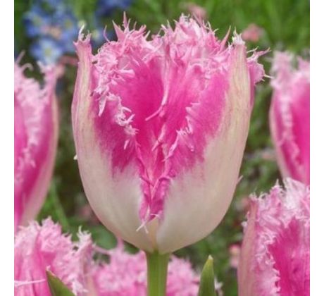 Tulipa - Huis ten Bosh