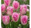 Tulipa - Huis ten Bosh