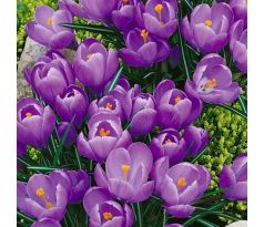 Crocus vernus Grand Maitre