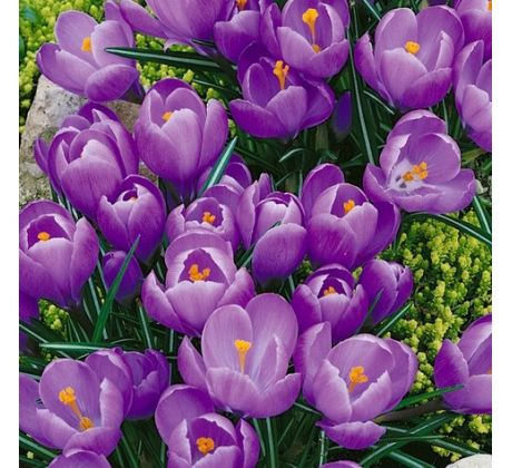 Crocus vernus Grand Maitre