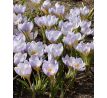 Crocus chrys. - Blue Marlin