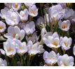 Crocus chrys. - Blue Marlin