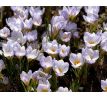 Crocus chrys. - Blue Marlin