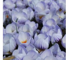Crocus chrys. - Blue Marlin