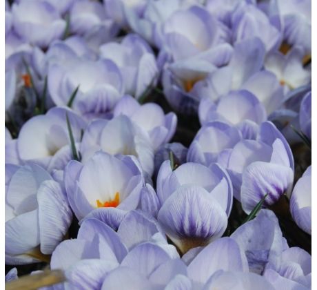 Crocus chrys. - Blue Marlin
