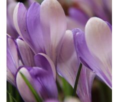 Crocus - Yalta