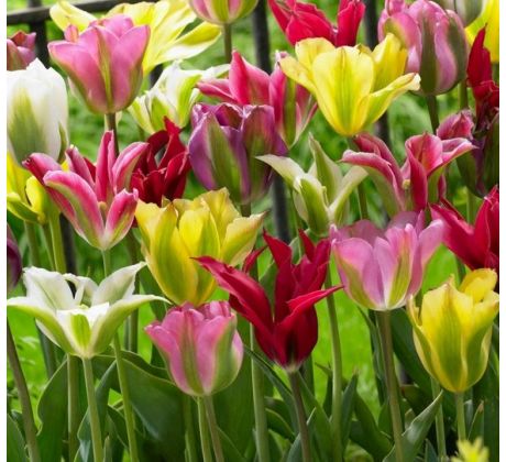 Tulipa Viridiflora - mixed / 10ks v balení