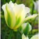 Tulipa - Spring Green / 7ks v balení