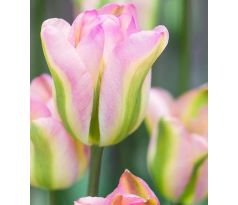 Tulipa - Groenland / 10ks v balení